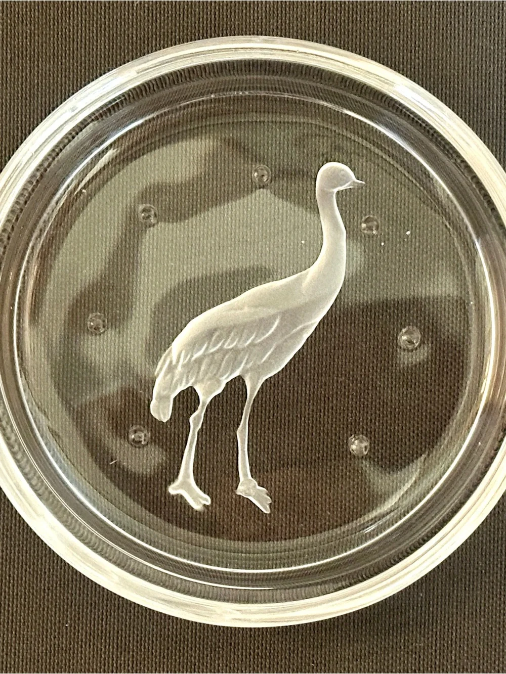 Val St Lambert Crystal Coasters Set 6 Endangered Wildlife Animals Frosted VTG
